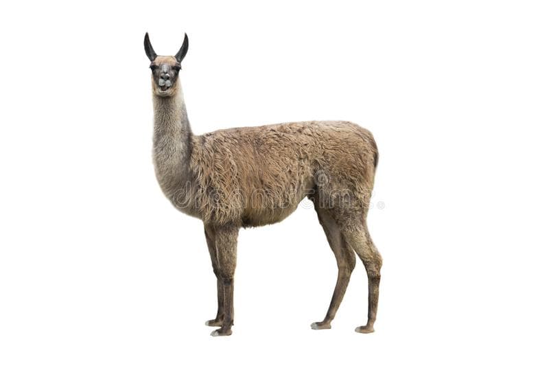 Hight , weight and physical appearance of llama compared to alpaca 