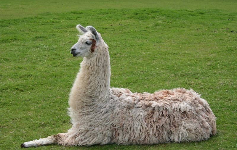 Behavior of llama animal  