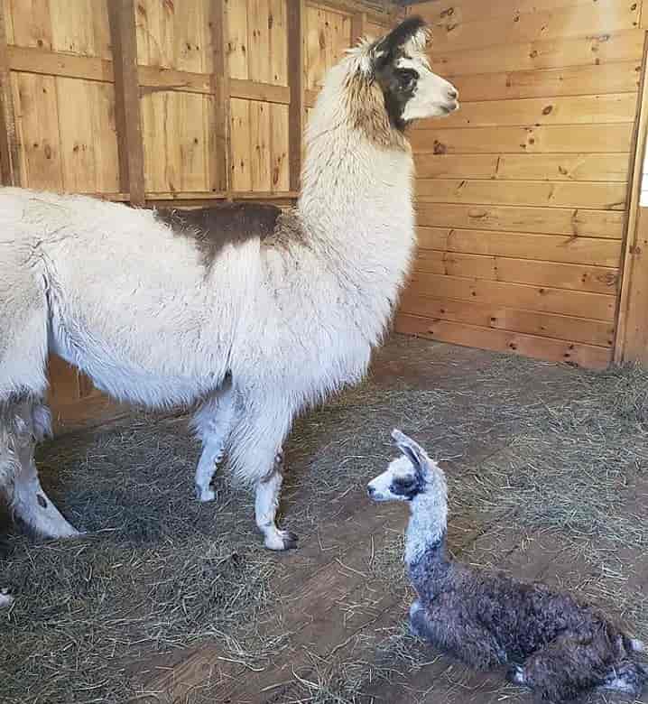 Baby llama at her mother side after being born