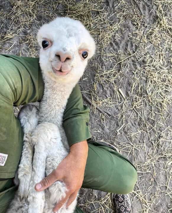 Baby Llama grows fur pretty quick, baby llama when 1 month old
